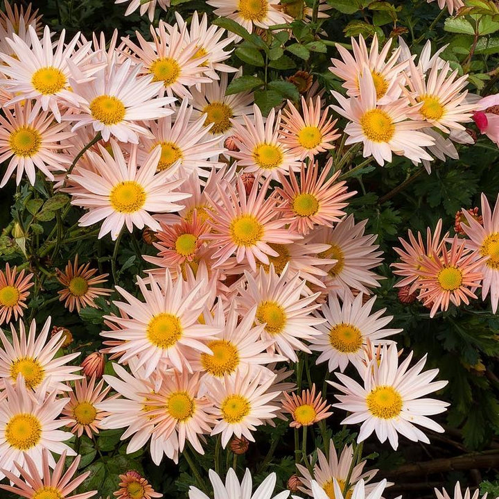 Chrysanthemum 'Apricot' ~ Apricot Fall Daisy Mum