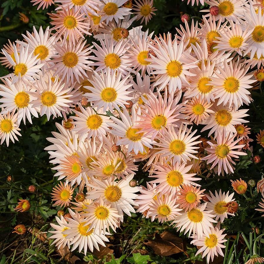Chrysanthemum 'Apricot' ~ Apricot Fall Daisy Mum