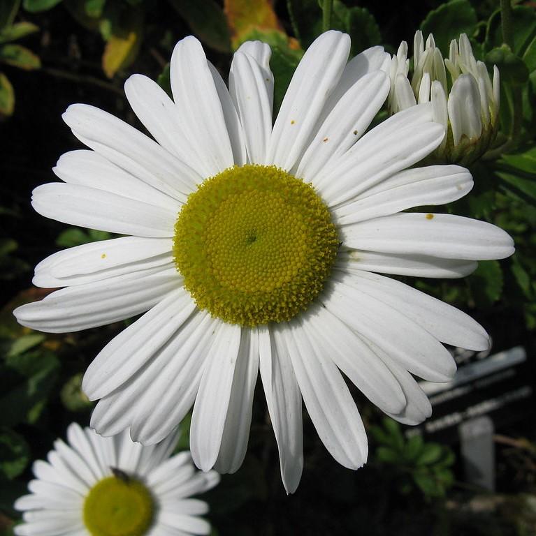 Chrysanthemum nipponicum ~ Nippon Daisy-ServeScape