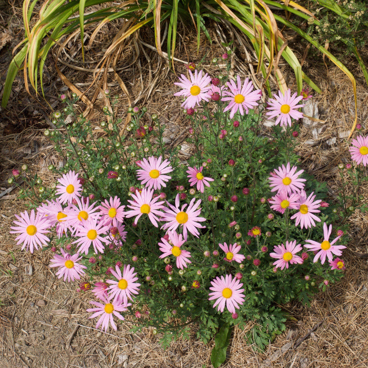 Chrysanthemum x rubellum 'Clara Curtis' ~ Clara Curtis Fall Daisy Mum, Chrysanthemum-ServeScape