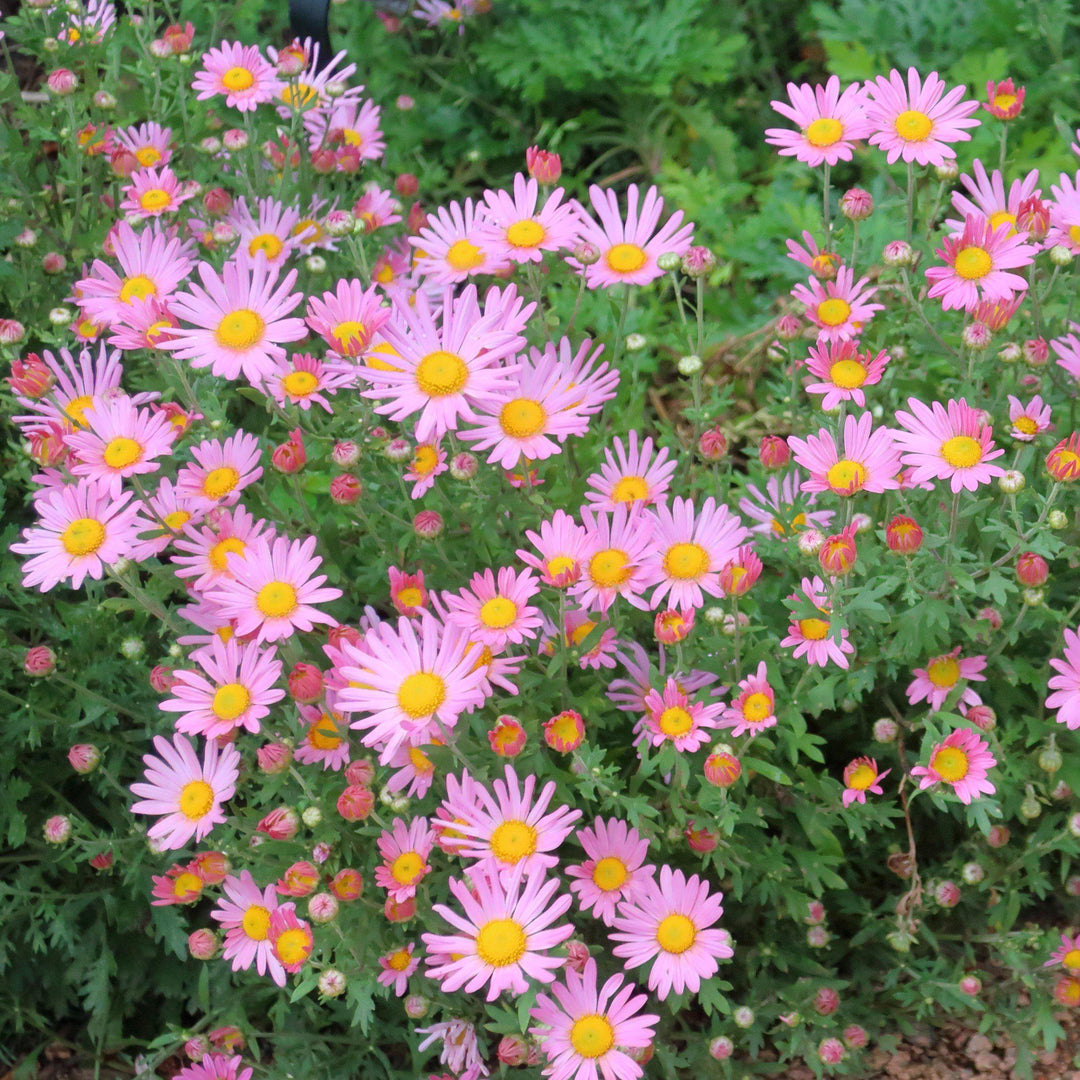 Chrysanthemum x rubellum 'Clara Curtis' ~ Clara Curtis Fall Daisy Mum, Chrysanthemum-ServeScape