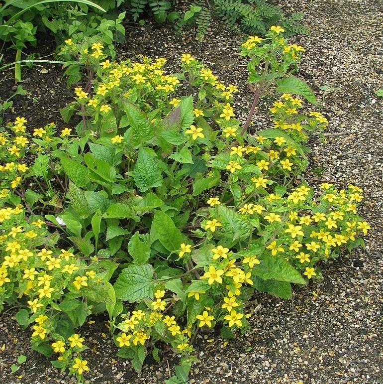 Chrysogonum virginianum ~ Green and Gold, Goldstar-ServeScape