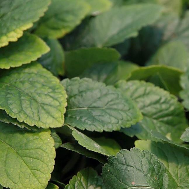 Chrysogonum virginianum 'Pierre' ~ Pierre's Green and Gold-ServeScape