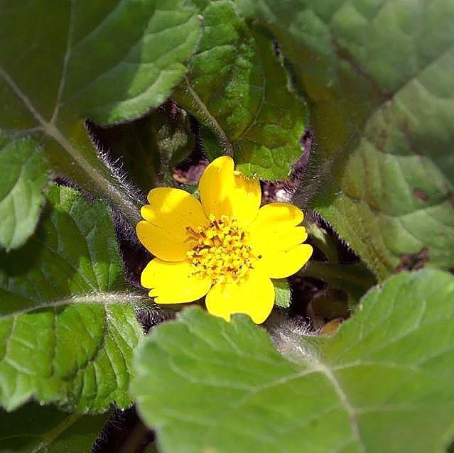 Chrysogonum virginianum 'Pierre' ~ Pierre's Green and Gold-ServeScape