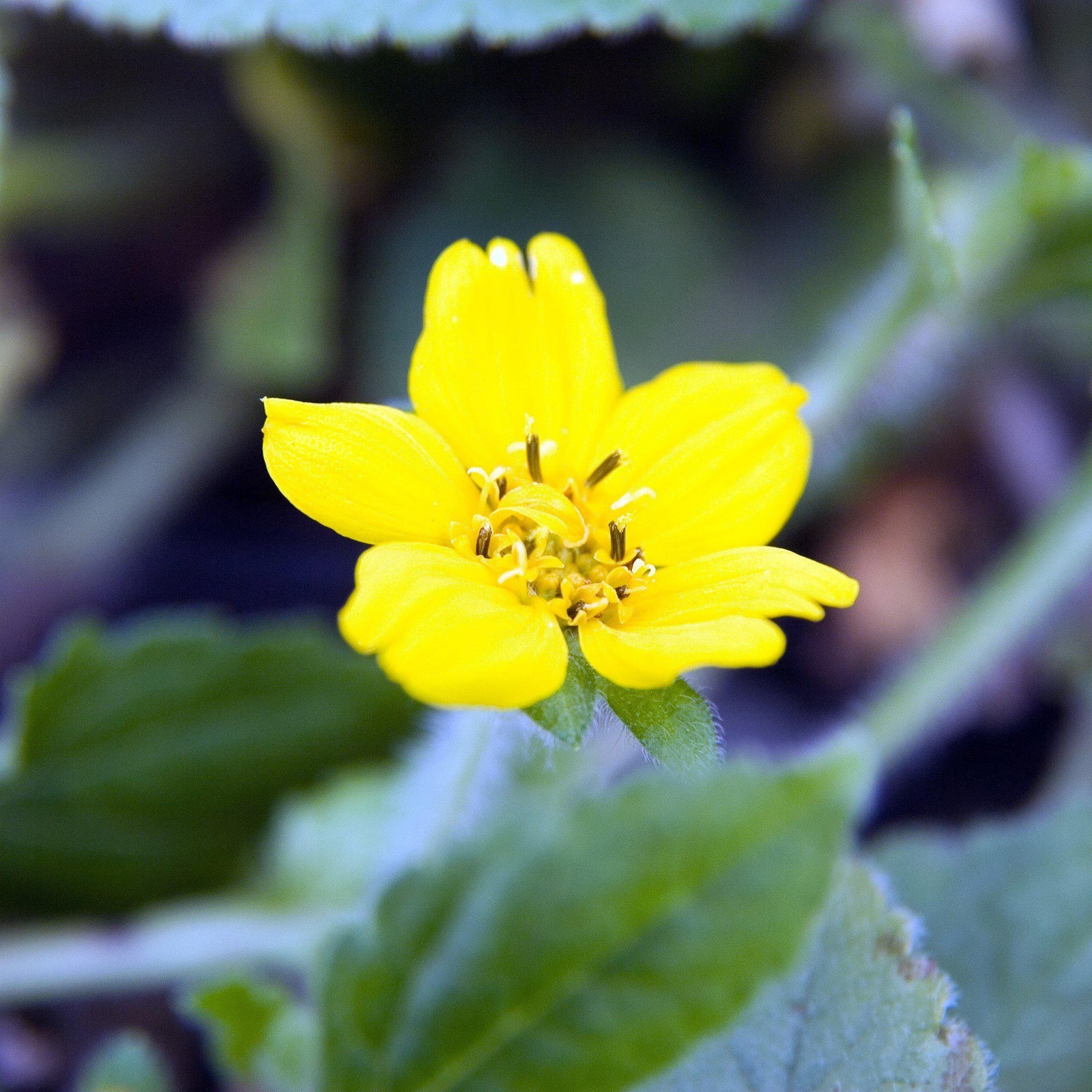Chrysogonum virginianum 'Pierre' ~ Pierre's Green and Gold - Delivered By ServeScape