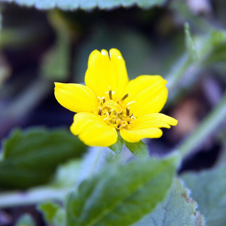Chrysogonum virginianum 'Pierre' ~ Pierre's Green and Gold - Delivered By ServeScape