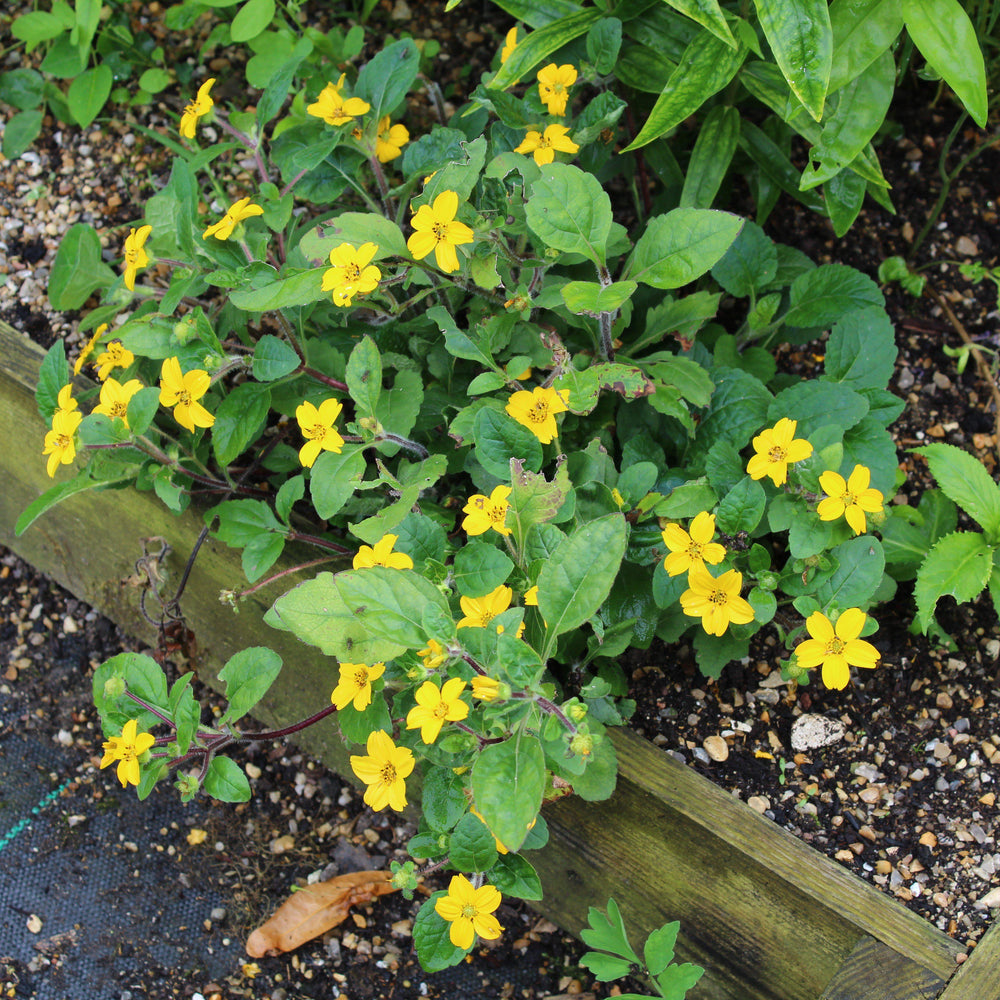 Chrysogonum virginianum 'Superstar' ~ Superstar Green and Gold-ServeScape