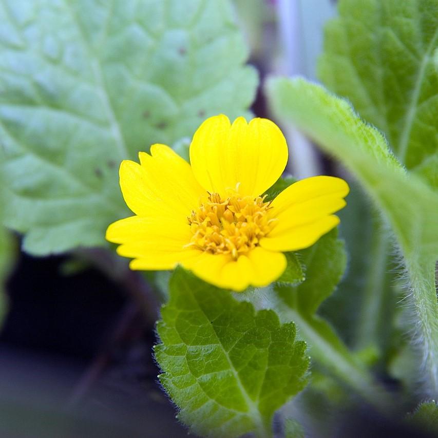 Chrysogonum virginianum 'Superstar' ~ Superstar Green and Gold-ServeScape