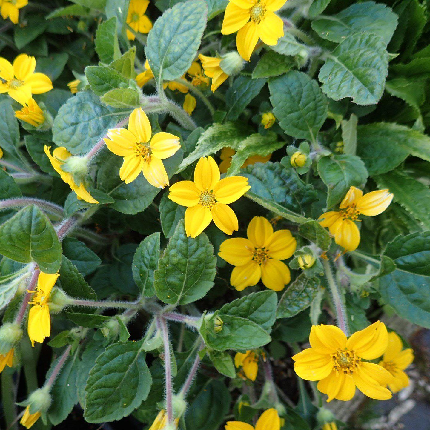 Chrysogonum virginianum 'Superstar' ~ Superstar Green and Gold-ServeScape