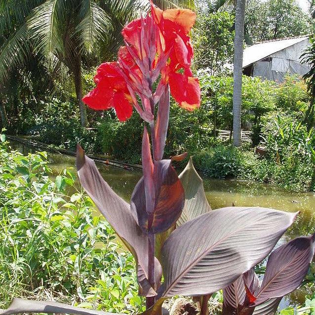 Canna x generalis 'Bronze Scarlet' ~ CANNOVA® Bronze Scarlet Canna Lily-ServeScape