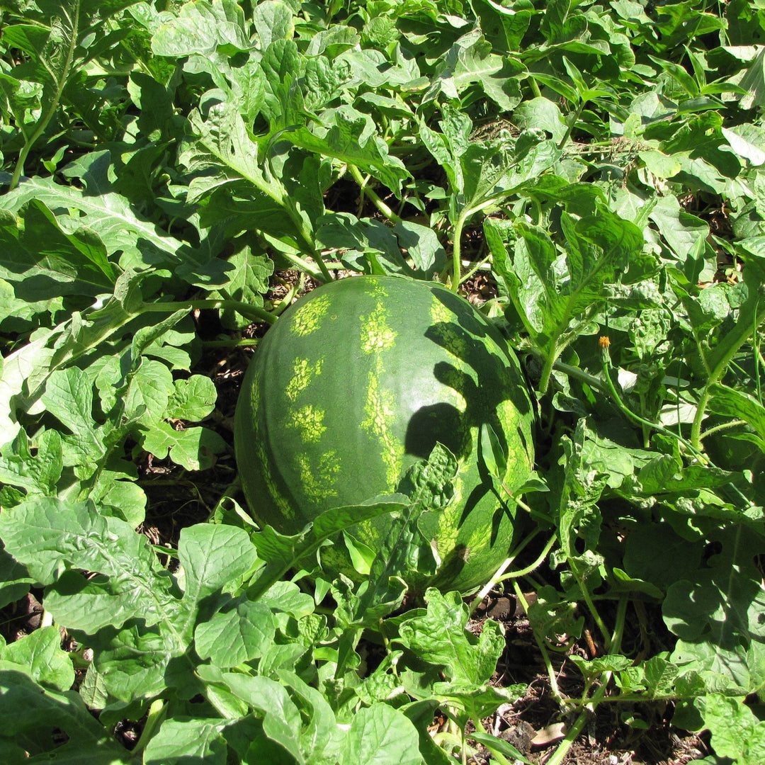 Citrullus lanatus 'Crimson Sweet' ~ Crimson Sweet Watermelon-ServeScape