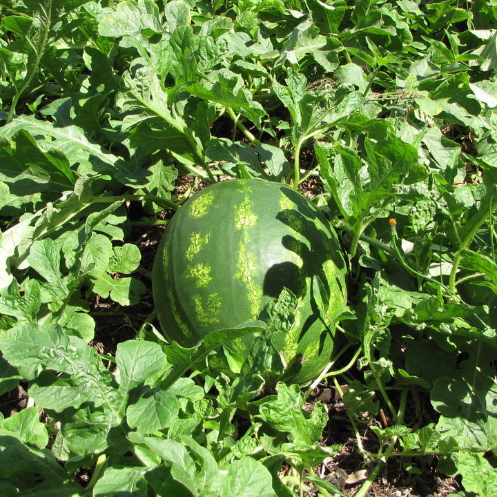 Citrullus lanatus 'Crimson Sweet' ~ Crimson Sweet Watermelon-ServeScape
