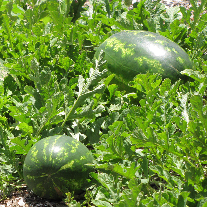Citrullus lanatus 'Crimson Sweet' ~ Crimson Sweet Watermelon-ServeScape