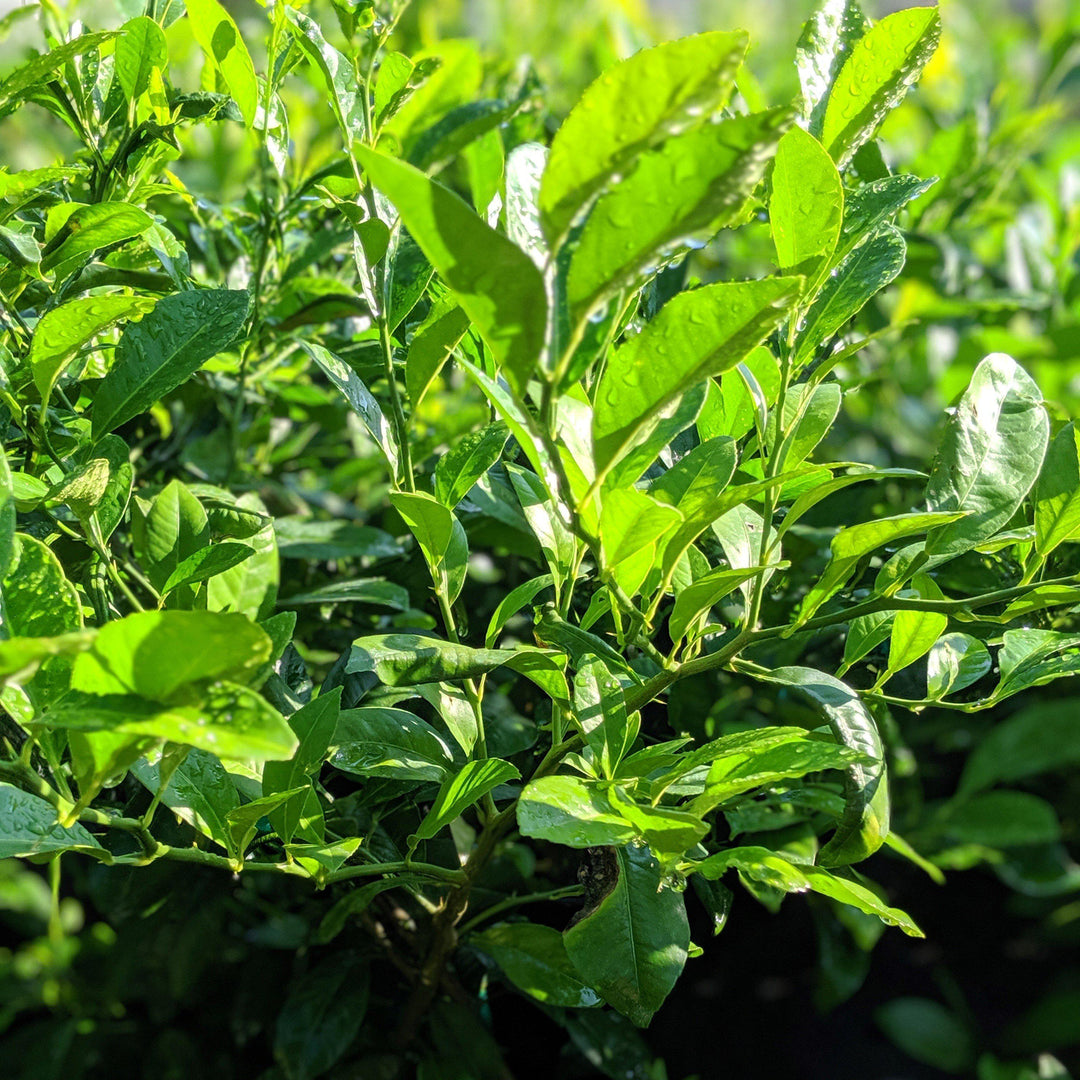 Citrus limon 'Meyer Improved' ~ Improved Meyer Lemon-ServeScape