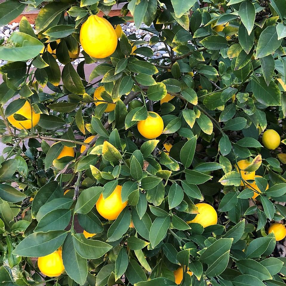 Citrus limon 'Meyer Improved' ~ Improved Meyer Lemon-ServeScape