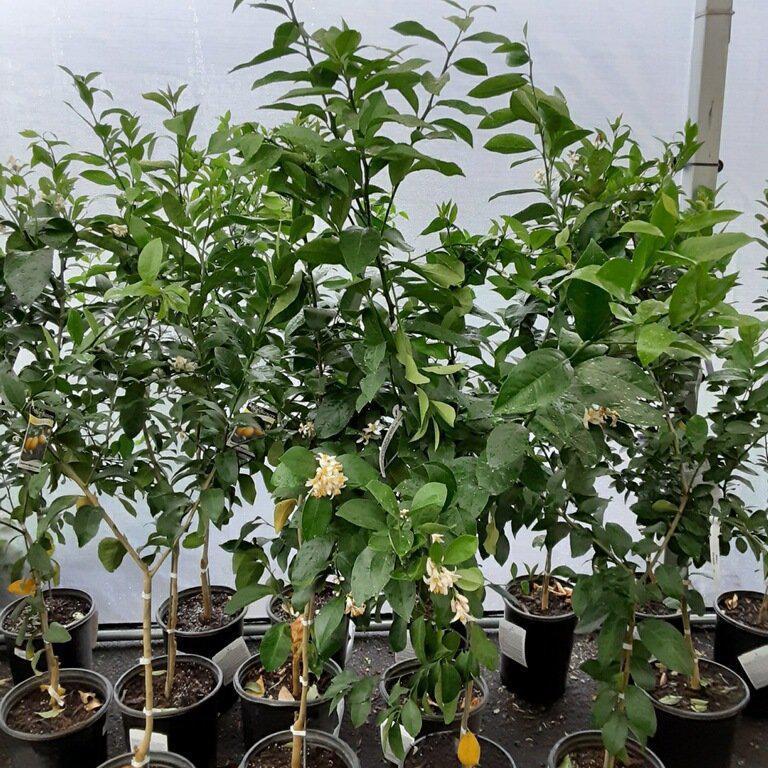 Citrus limon 'Meyer Lemon' ~ Improved Meyer Lemon - Delivered By ServeScape