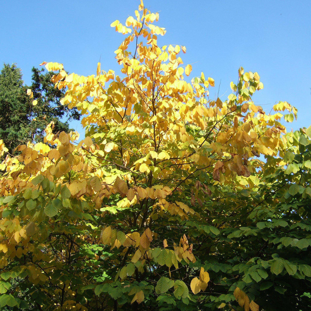 Cladrastis kentukea ~ American Yellowwood-ServeScape