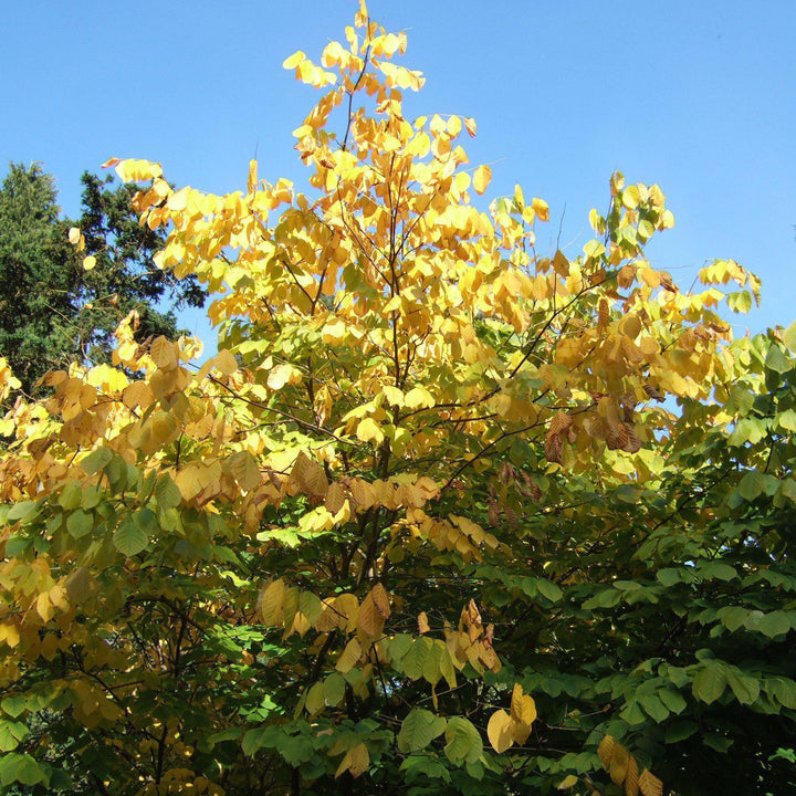 Cladrastis kentukea ~ American Yellowwood-ServeScape