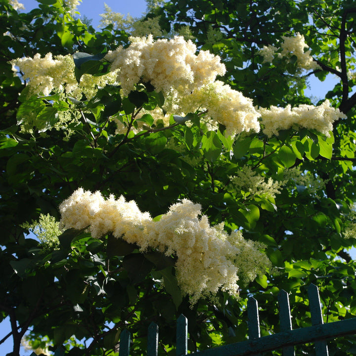 Cladrastis kentukea ~ American Yellowwood-ServeScape
