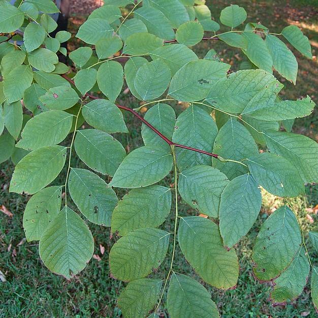 Cladrastis kentukea ~ American Yellowwood-ServeScape