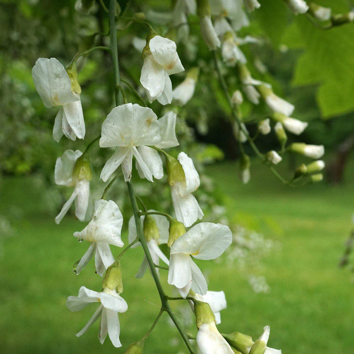 Cladrastis kentukea ~ American Yellowwood-ServeScape