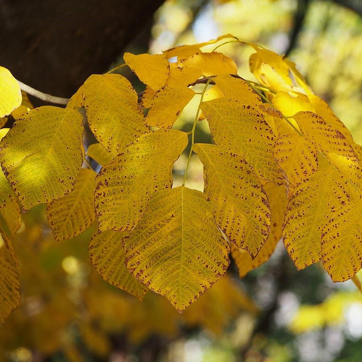 Cladrastis kentukea ~ American Yellowwood-ServeScape