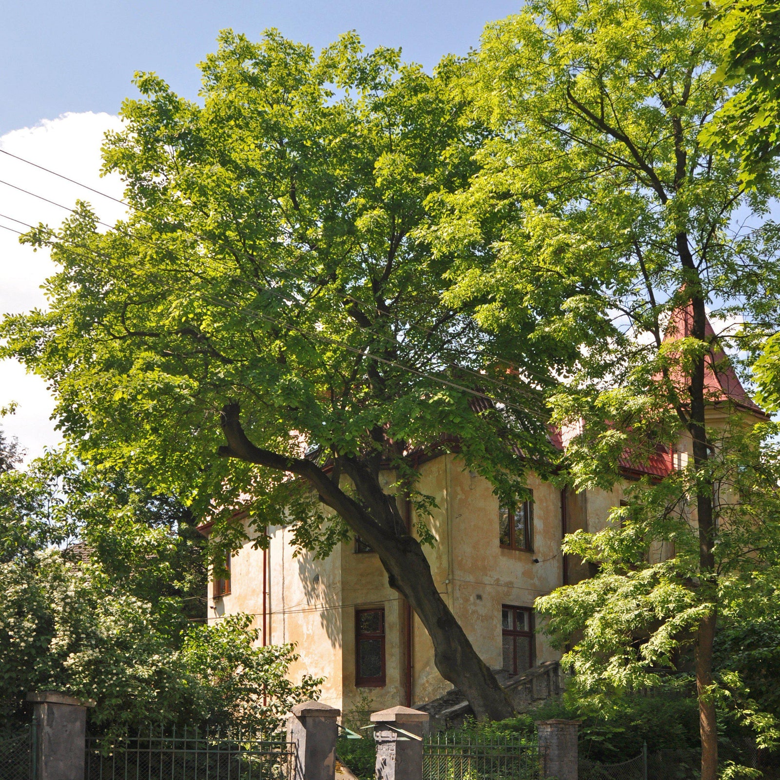 Cladrastis kentukea ~ American Yellowwood-ServeScape