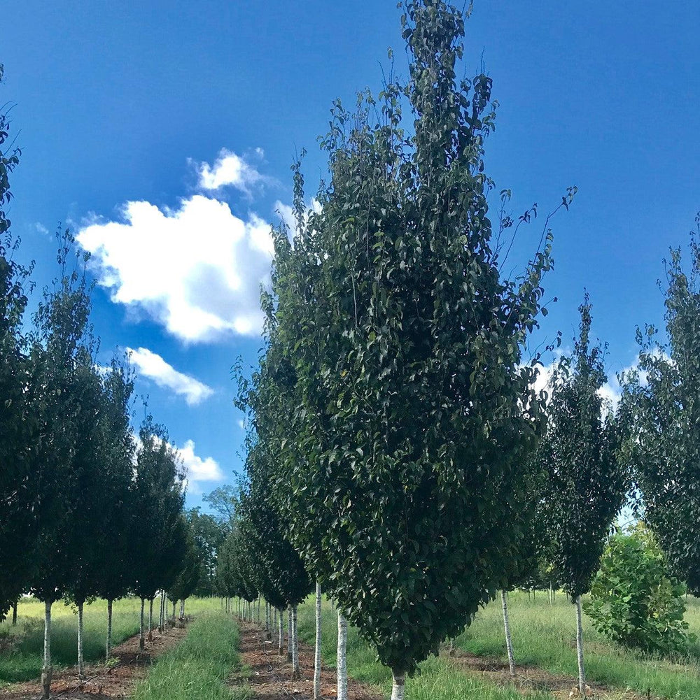 Carpinus caroliniana ’CCMTF2’ ~ Clarynette® American Hornbeam-ServeScape