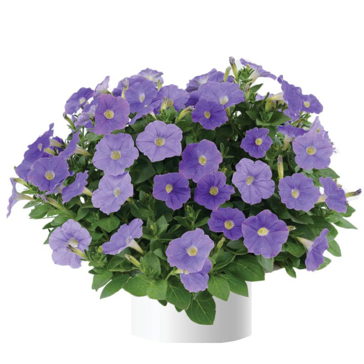 Petunia x 'Classic Blue Ray' ~ Classic Blue Ray™ Petunia-ServeScape