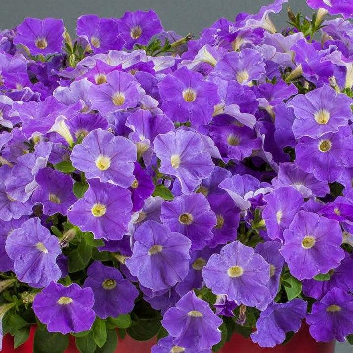 Petunia x 'Classic Blue Ray' ~ Classic Blue Ray™ Petunia-ServeScape