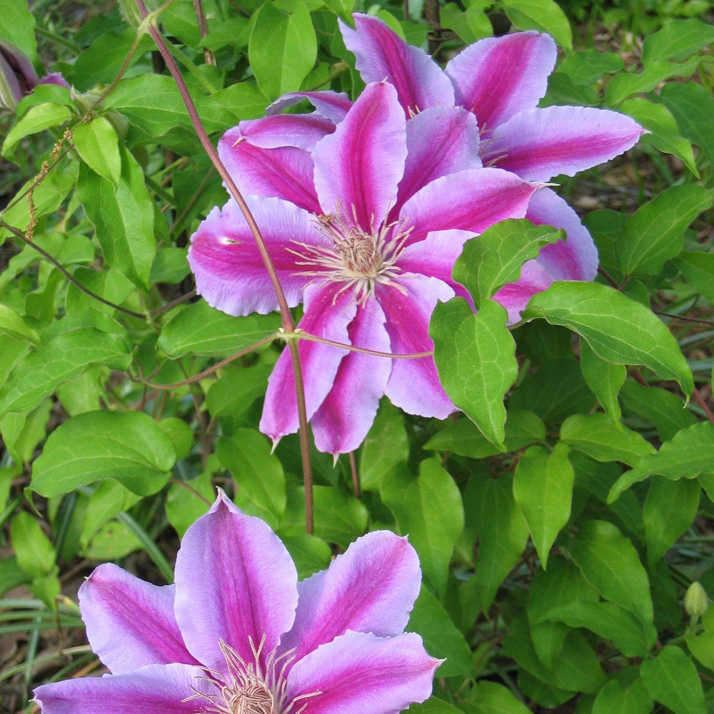 Clematis 'Candy Stripe' ~ Candy Stripe Clematis-ServeScape