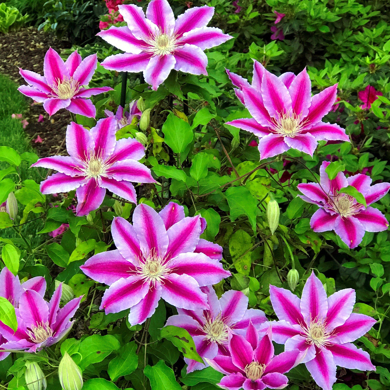 Clematis 'Candy Stripe' ~ Candy Stripe Clematis-ServeScape