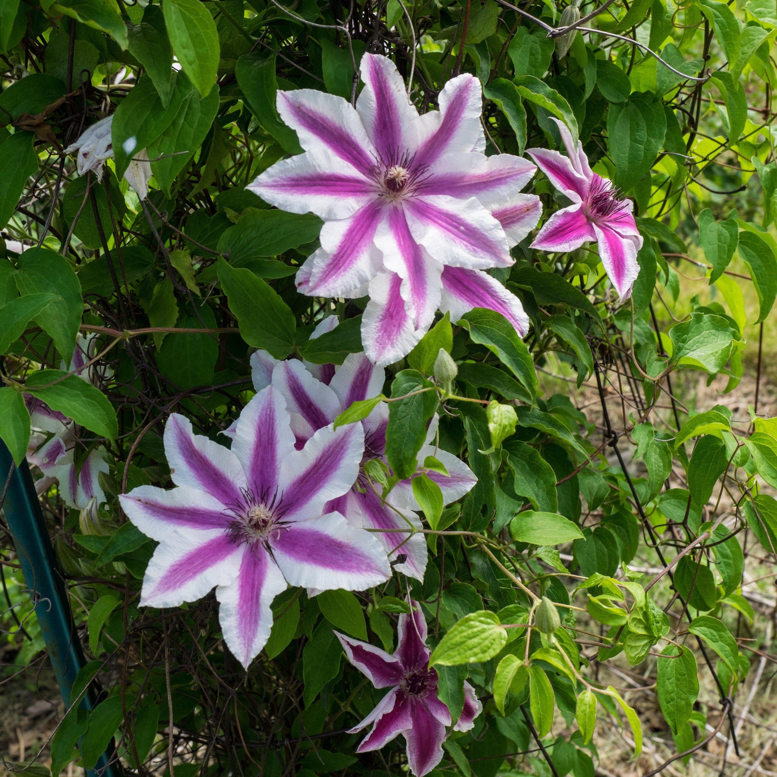 Clematis 'Carnaby' ~ Carnaby Clematis-ServeScape