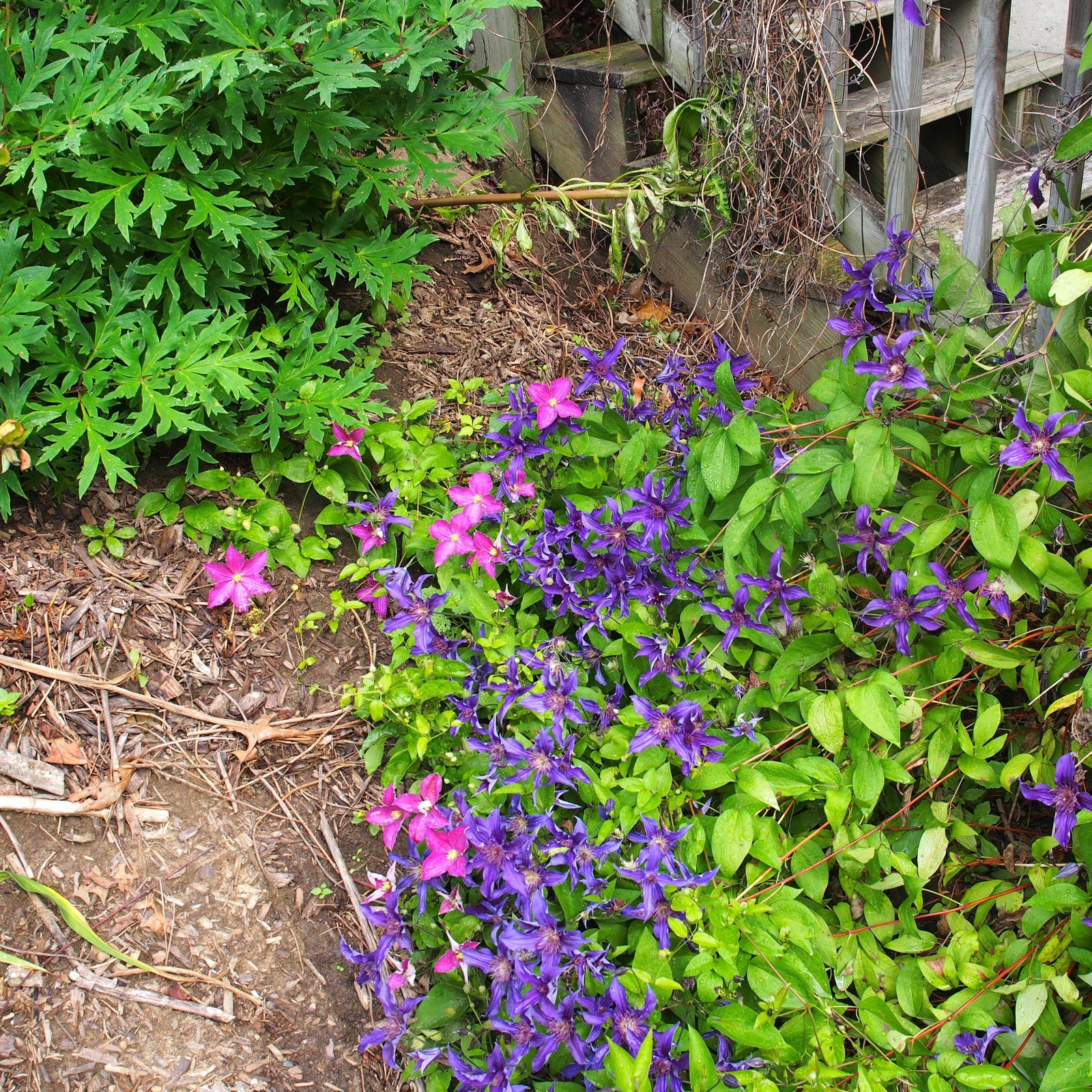 Clematis 'Cleminov 51' PP #17,012 ~ Sapphire Indigo™ Clematis-ServeScape