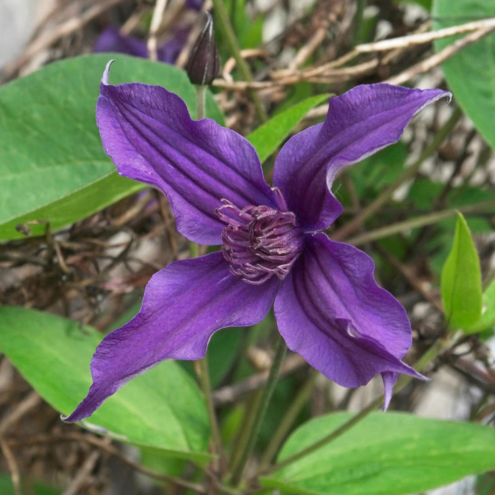 Clematis 'Cleminov 51' PP #17,012 ~ Sapphire Indigo™ Clematis-ServeScape