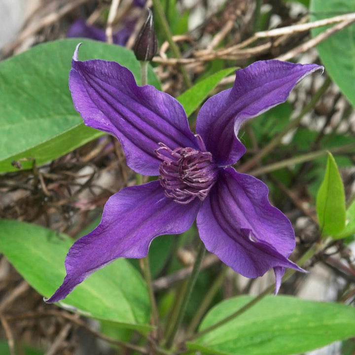Clematis 'Cleminov 51' PP #17,012 ~ Sapphire Indigo™ Clematis-ServeScape