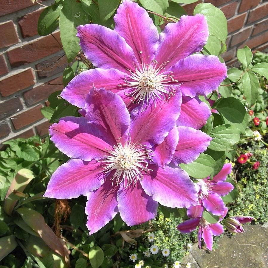 Clematis 'Dr. Ruppel' ~ Dr. Ruppel Clematis-ServeScape