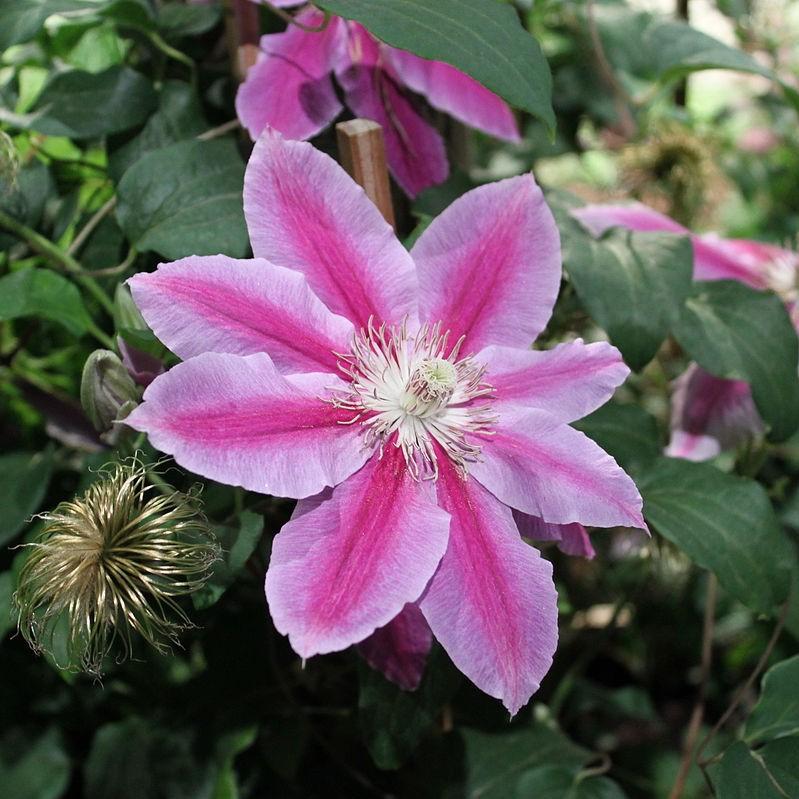 Clematis 'Dr. Ruppel' ~ Dr. Ruppel Clematis-ServeScape