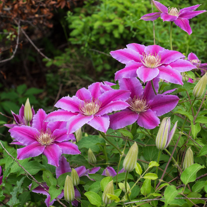 Clematis 'Dr. Ruppel' ~ Dr. Ruppel Clematis-ServeScape