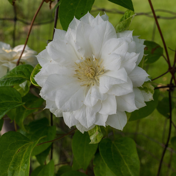 Clematis 'Duchess of Edinburgh' ~ Duchess of Edinburgh-ServeScape