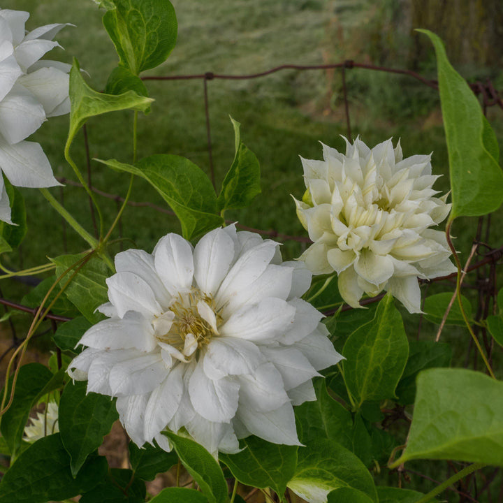 Clematis 'Duchess of Edinburgh' ~ Duchess of Edinburgh-ServeScape