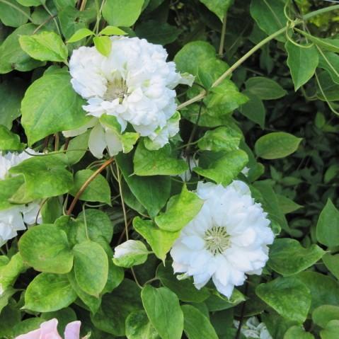 Clematis 'Duchess of Edinburgh' ~ Duchess of Edinburgh - Delivered By ServeScape
