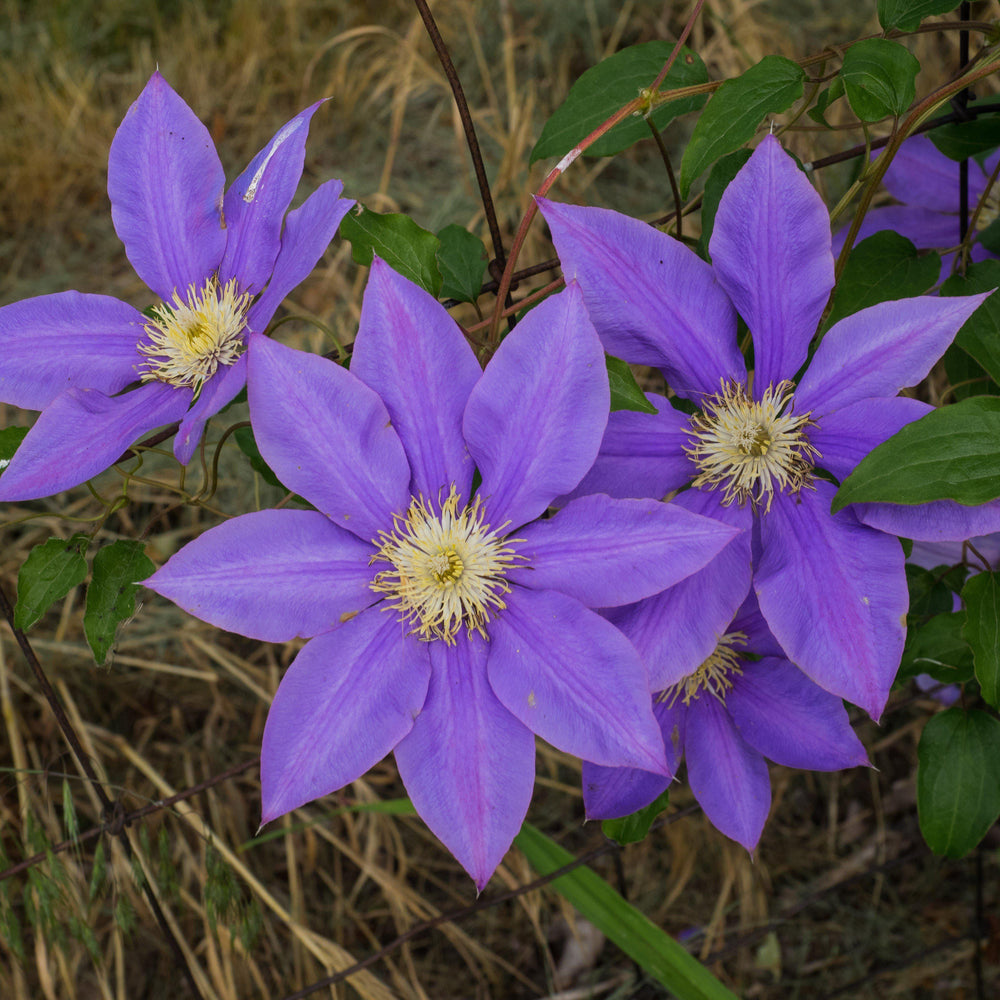 Clematis 'H.F. Young' ~ H.F Young Clematis-ServeScape