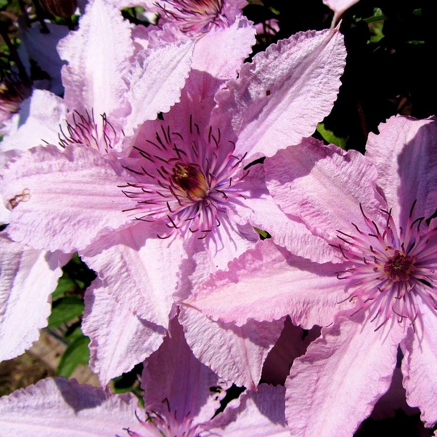 Clematis 'Hagley Hybrid' ~ Hagley Hybrid Clematis-ServeScape