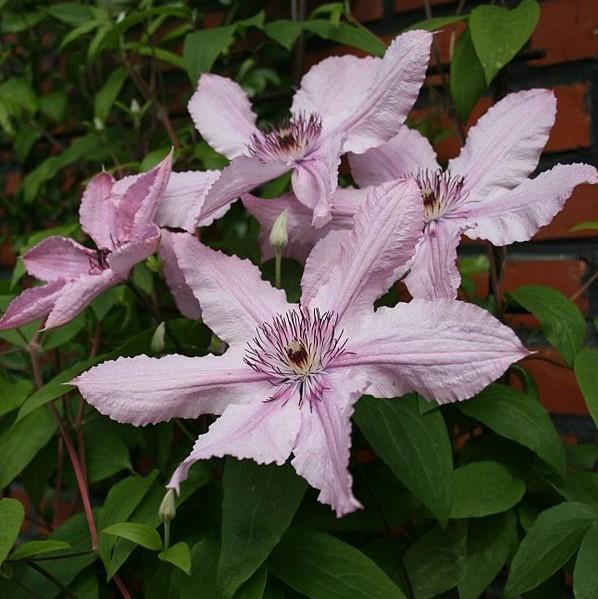 Clematis 'Hagley Hybrid' ~ Hagley Hybrid Clematis-ServeScape