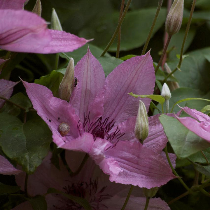 Clematis 'Hagley Hybrid' ~ Hagley Hybrid Clematis-ServeScape