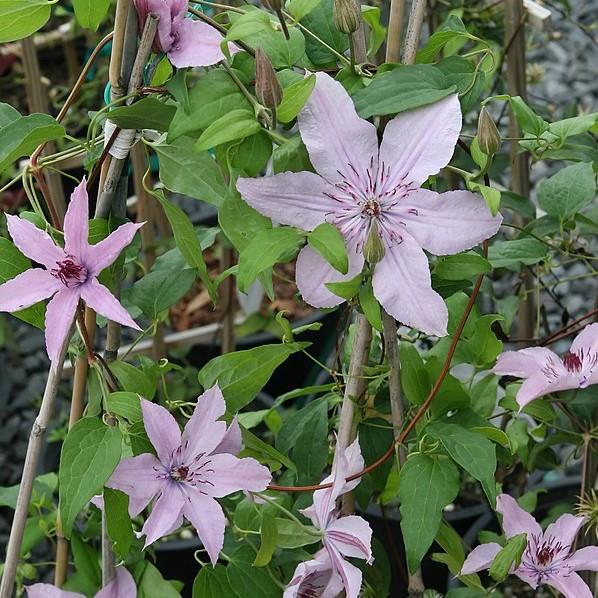 Clematis 'Hagley Hybrid' ~ Hagley Hybrid Clematis-ServeScape