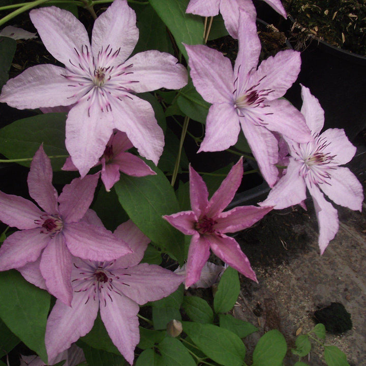 Clematis 'Hagley Hybrid' ~ Hagley Hybrid Clematis - Delivered By ServeScape