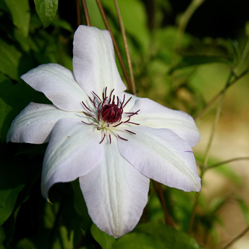 Clematis 'Miss Bateman' ~ Miss Bateman Large Flowered Clematis-ServeScape