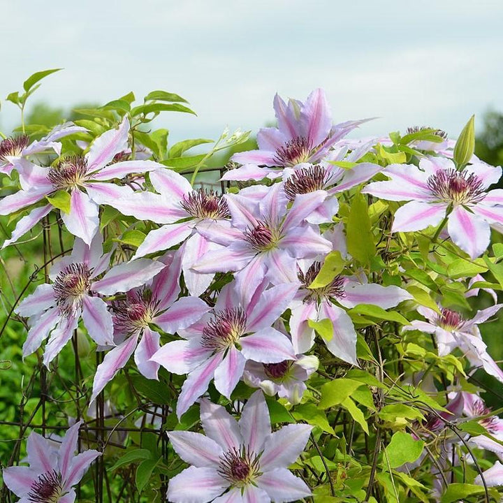 Clematis 'Nelly Moser' ~ Nelly Moser Clematis-ServeScape